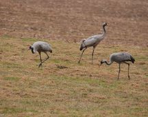23 Kraniche -vorjaehrig im Twistetal
